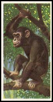 73BBAWL 3 Chimpanzee.jpg